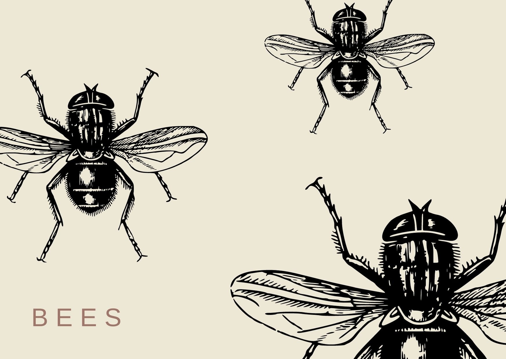 Bees ink drawing